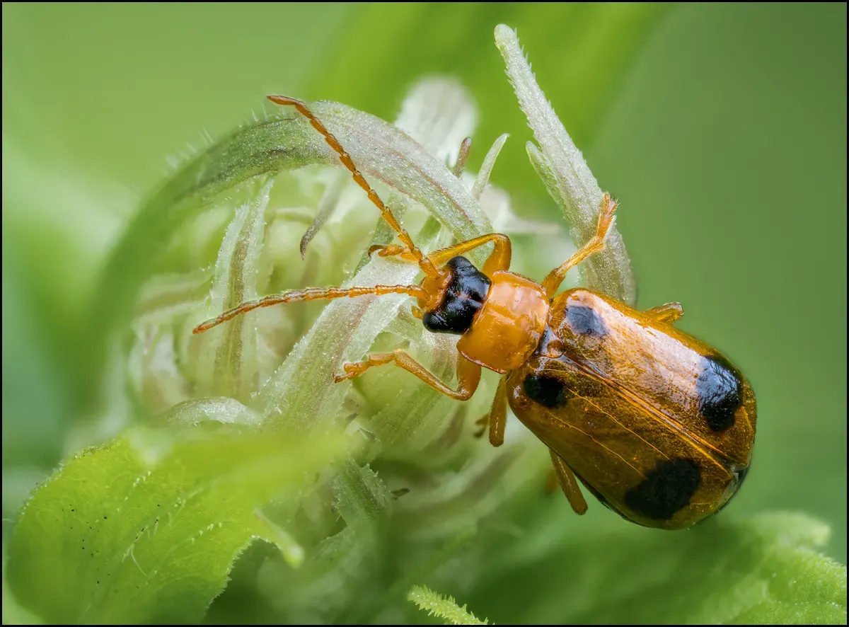 Other Insects Or Creatures 55