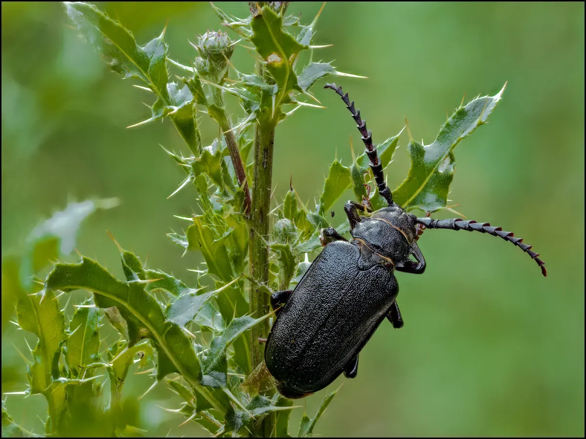 Other Insects Or Creatures 57