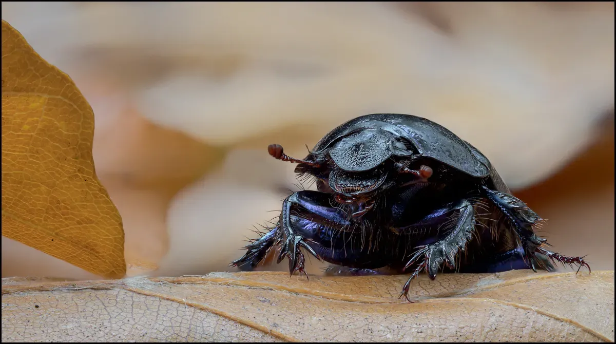 Other Insects Or Creatures 59