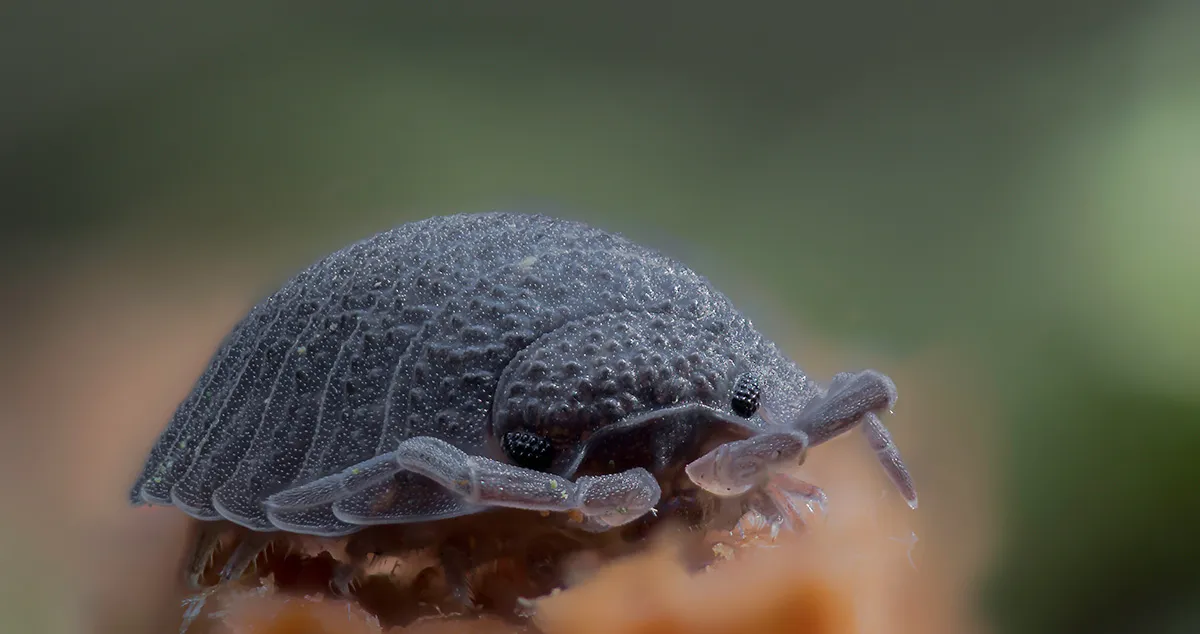 Other Insects Or Creatures 6