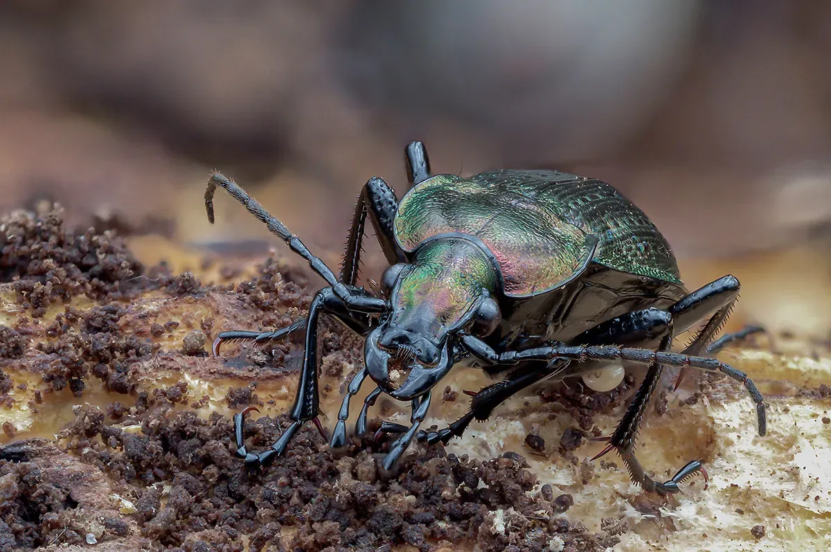 Other Insects Or Creatures 62