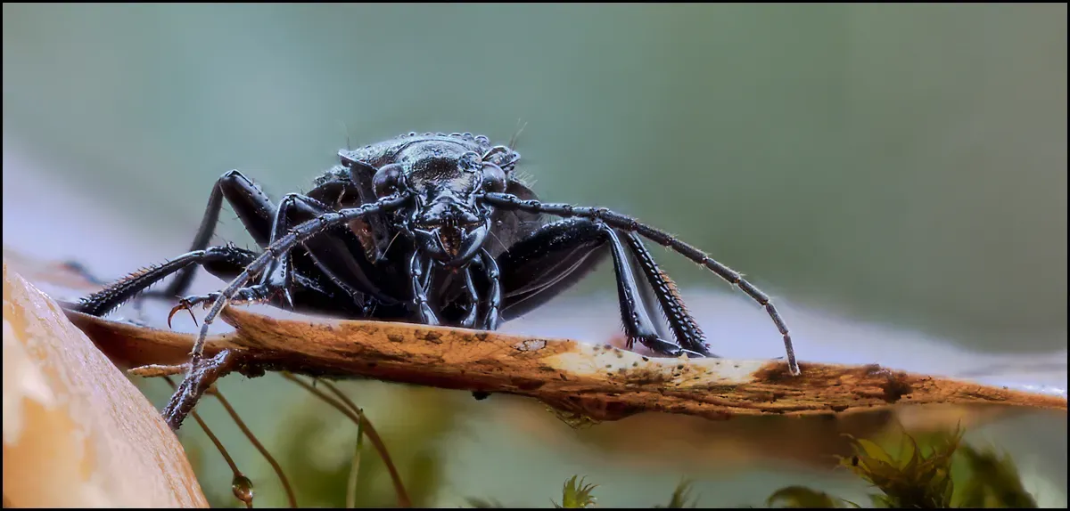 Other Insects Or Creatures 63