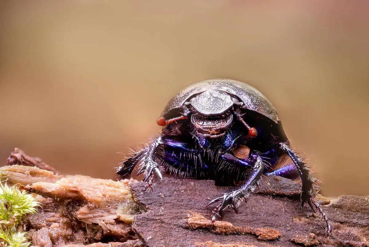 Other Insects Or Creatures 66