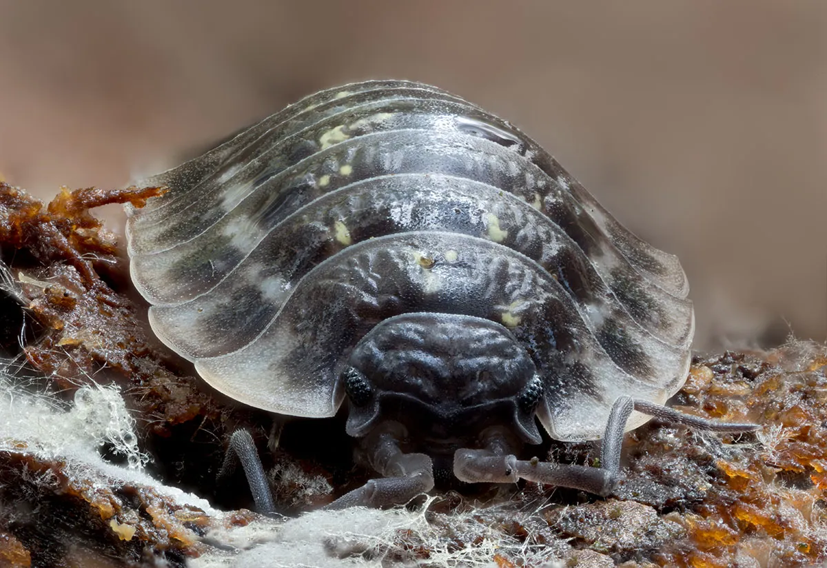 Other Insects Or Creatures 67