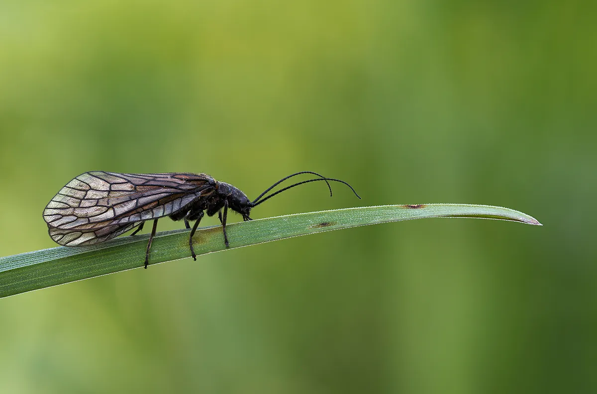 Other Insects Or Creatures 8