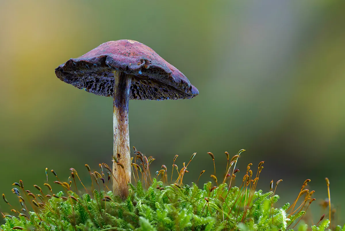 Other Mushrooms 2017 10