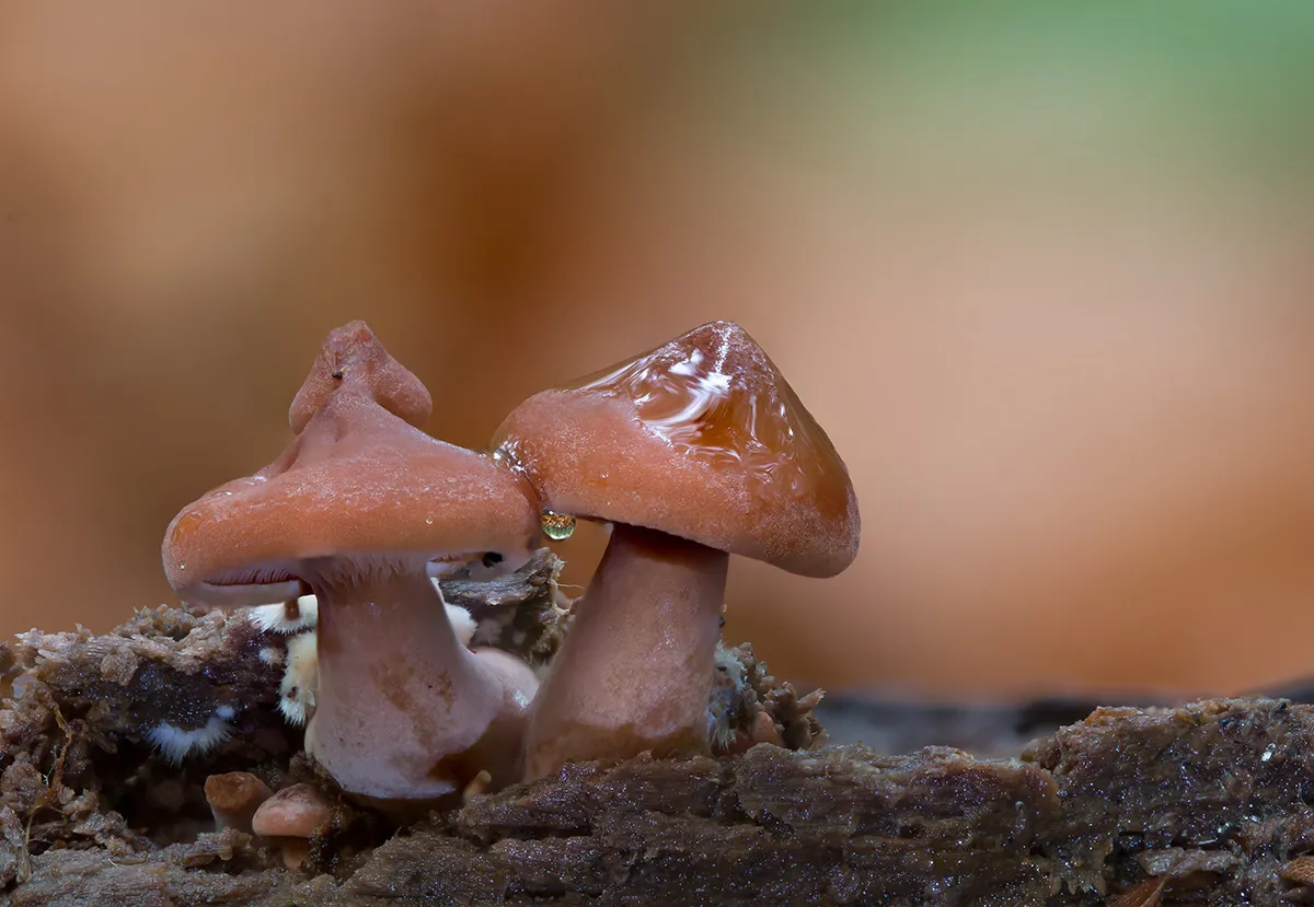 Other Mushrooms 2017 12