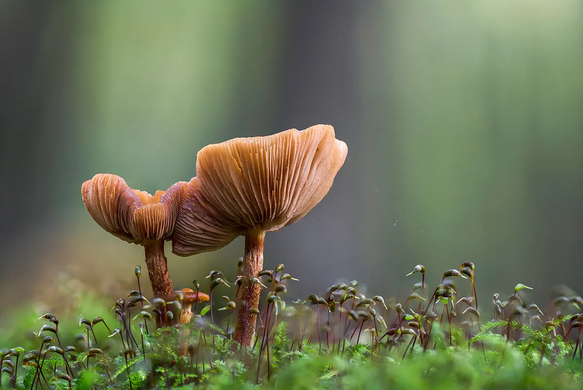 Other Mushrooms 2017 13