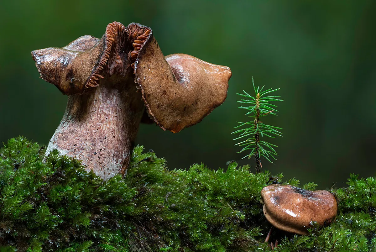 Other Mushrooms 2017 15