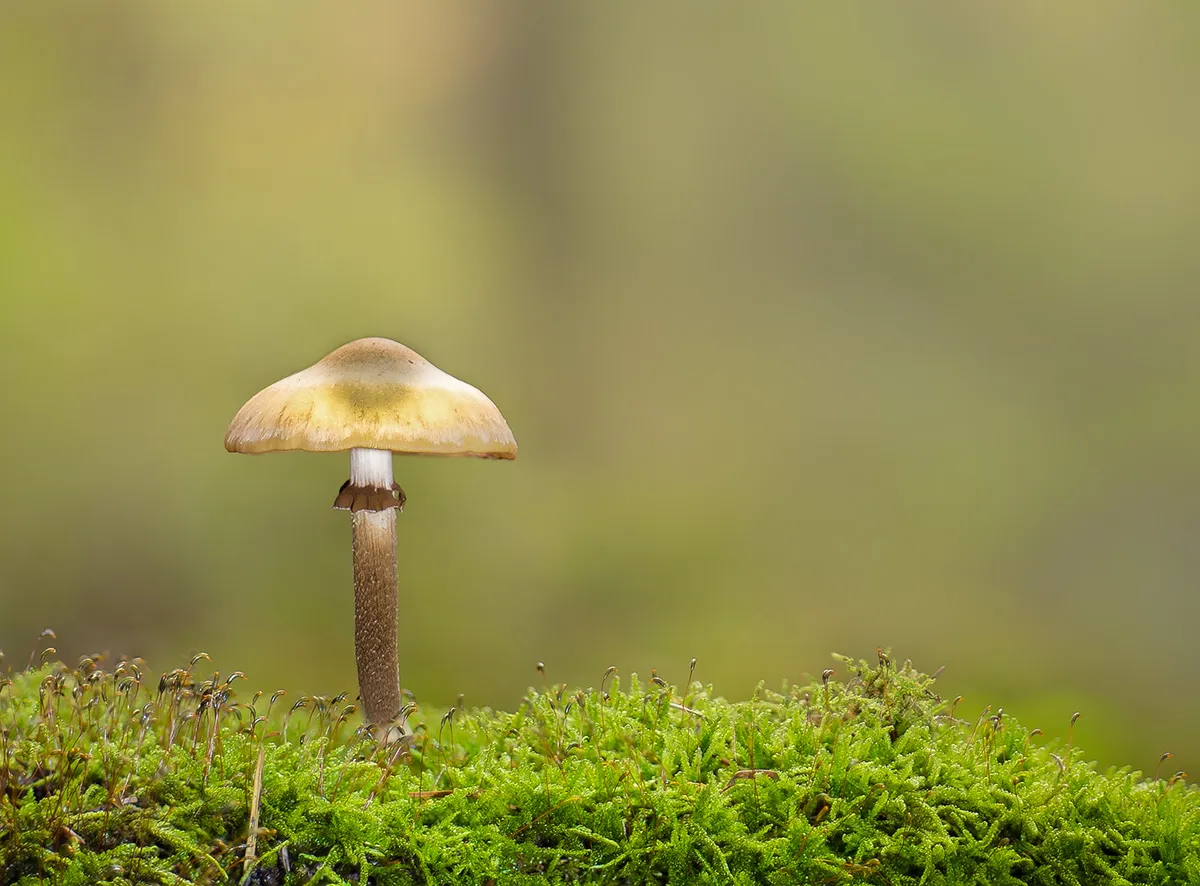 Other Mushrooms 2017 18