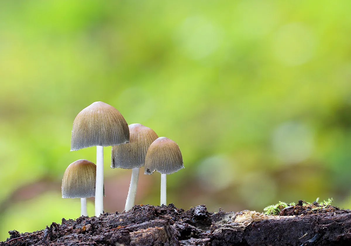 Other Mushrooms 2017 19
