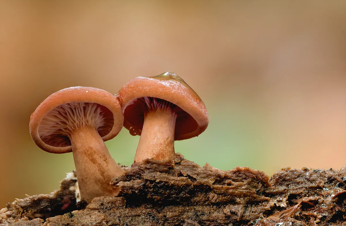 Other Mushrooms 2017 2