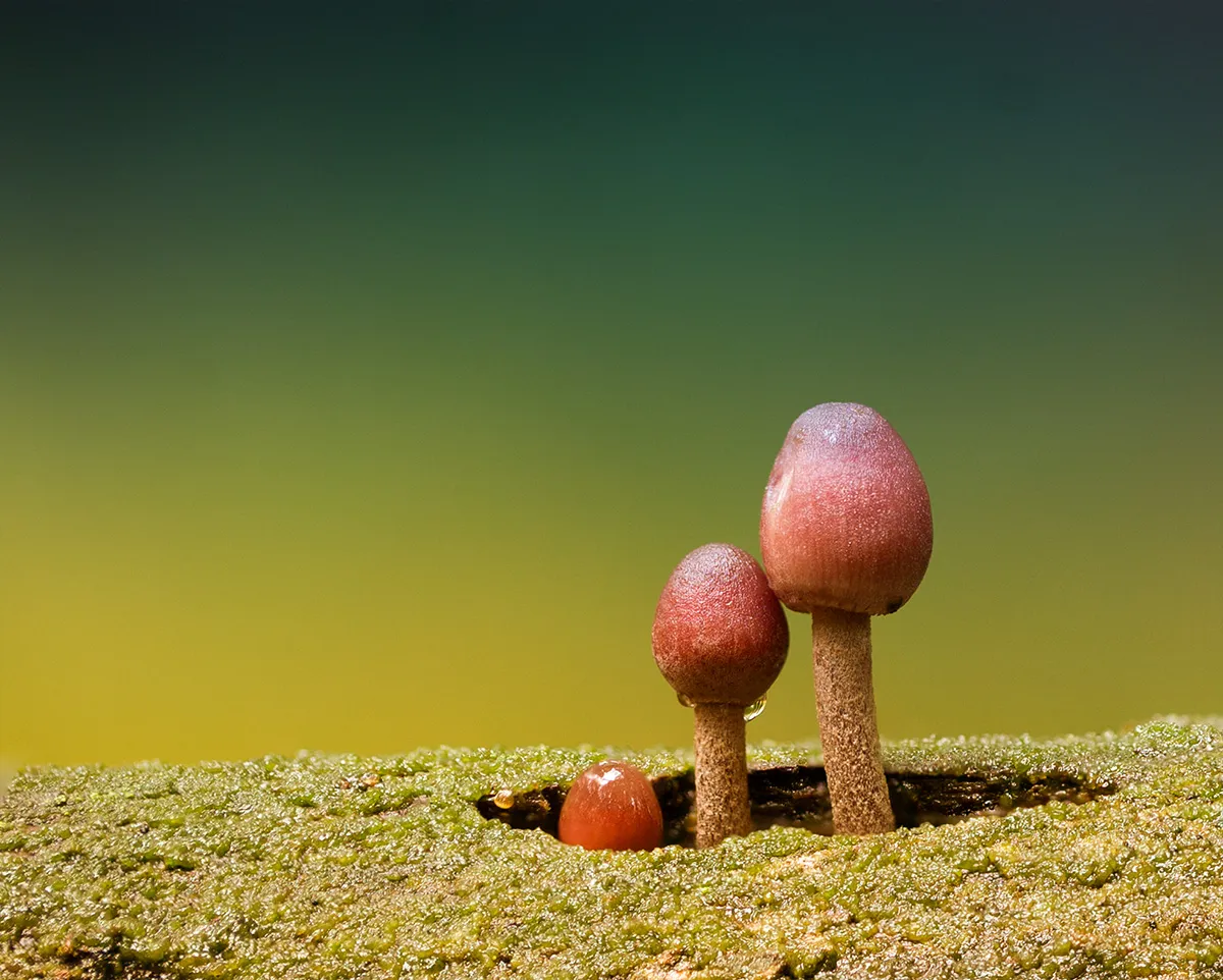 Other Mushrooms 2017 21