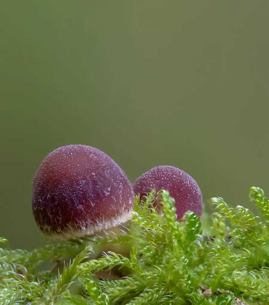 Other Mushrooms 2017 22