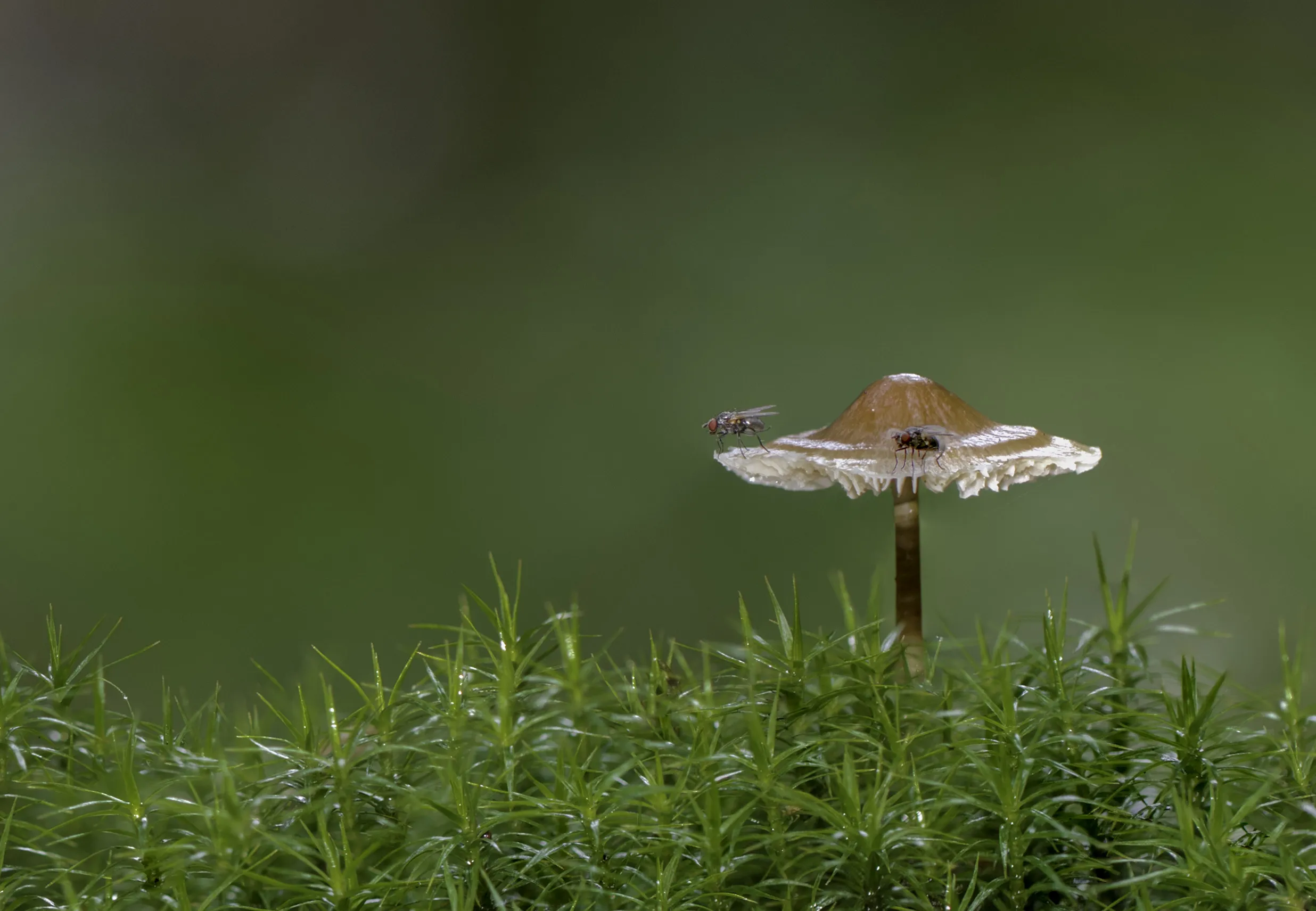 Other Mushrooms 2017 4