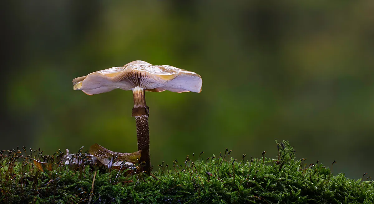 Other Mushrooms 2017 6