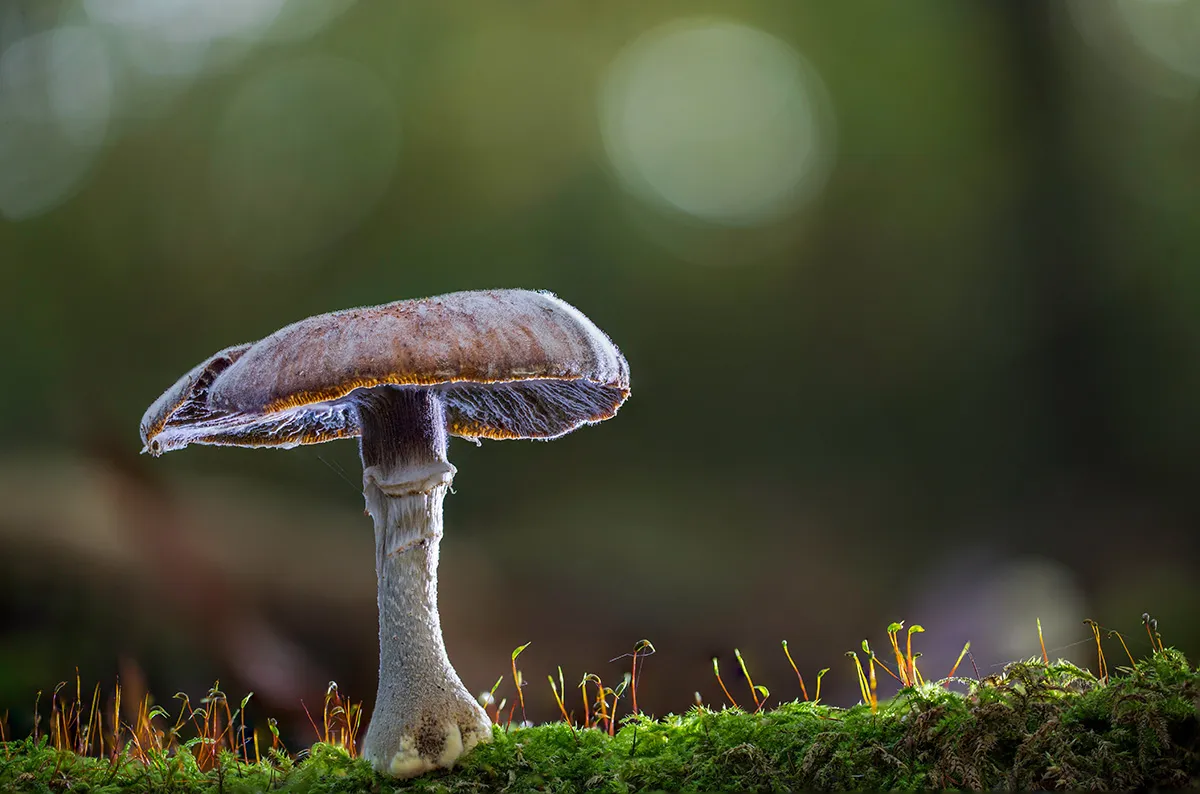 Other Mushrooms 2017 7