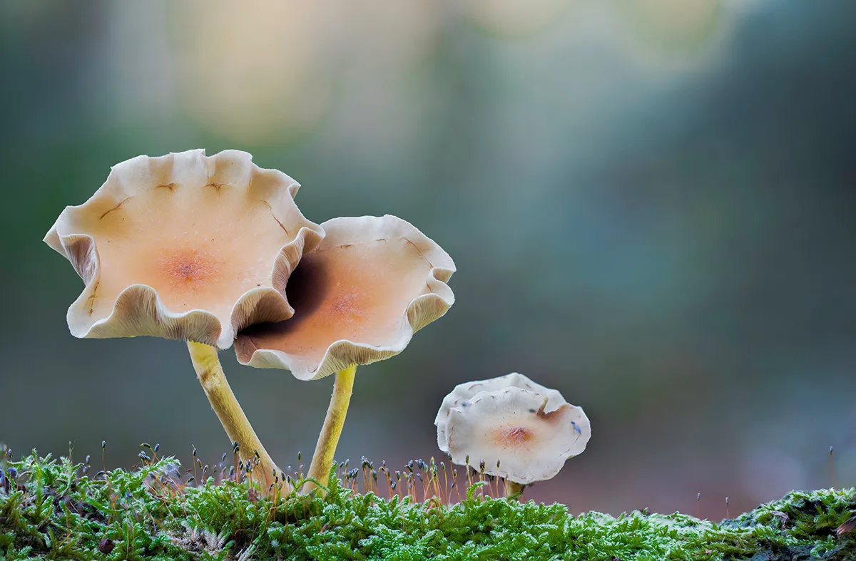 Other Mushrooms 2017 8