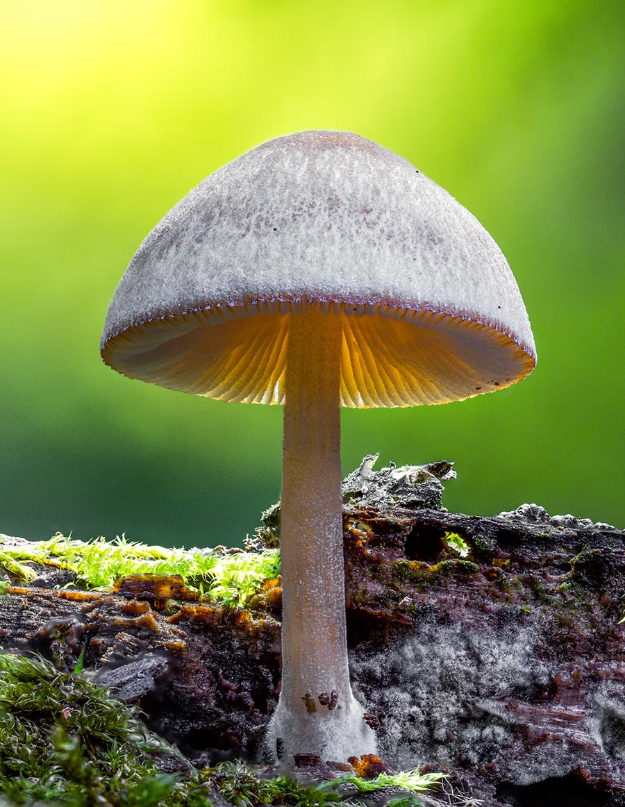 Other Mushrooms 2018 12