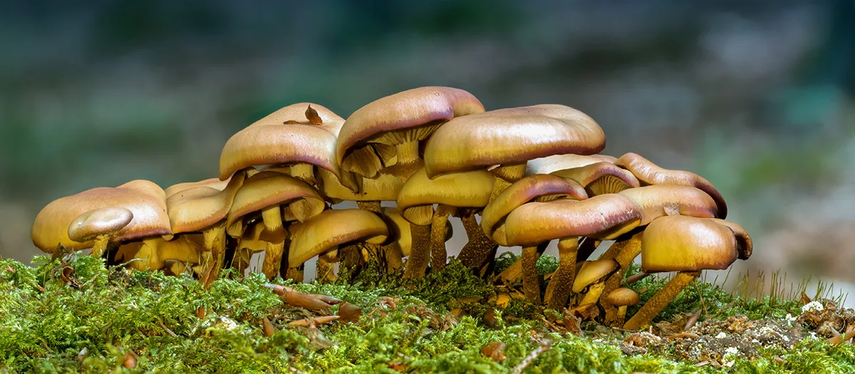 Other Mushrooms 2018 13