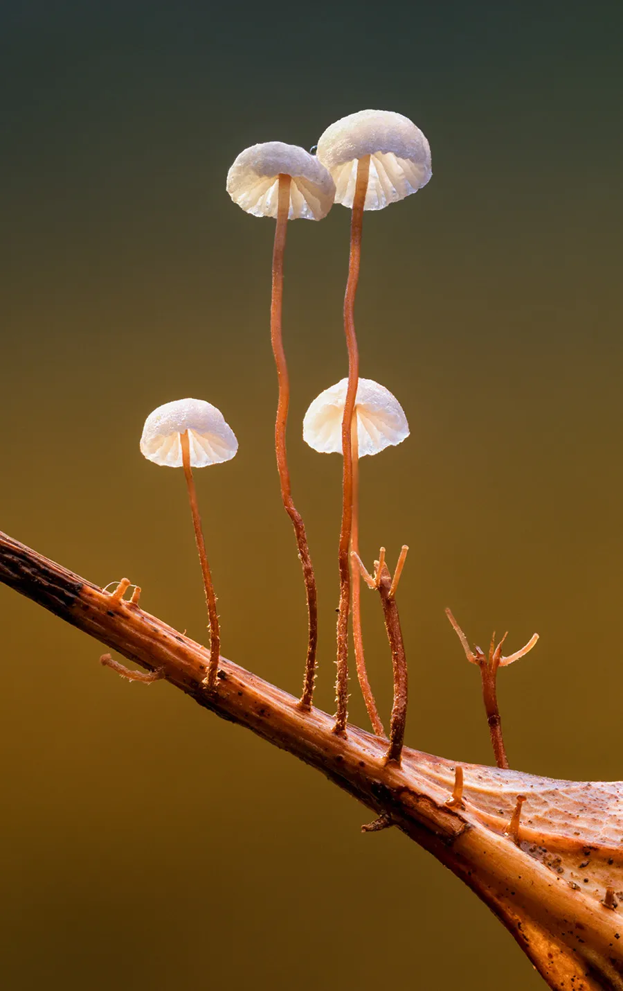 Other Mushrooms 2018 15