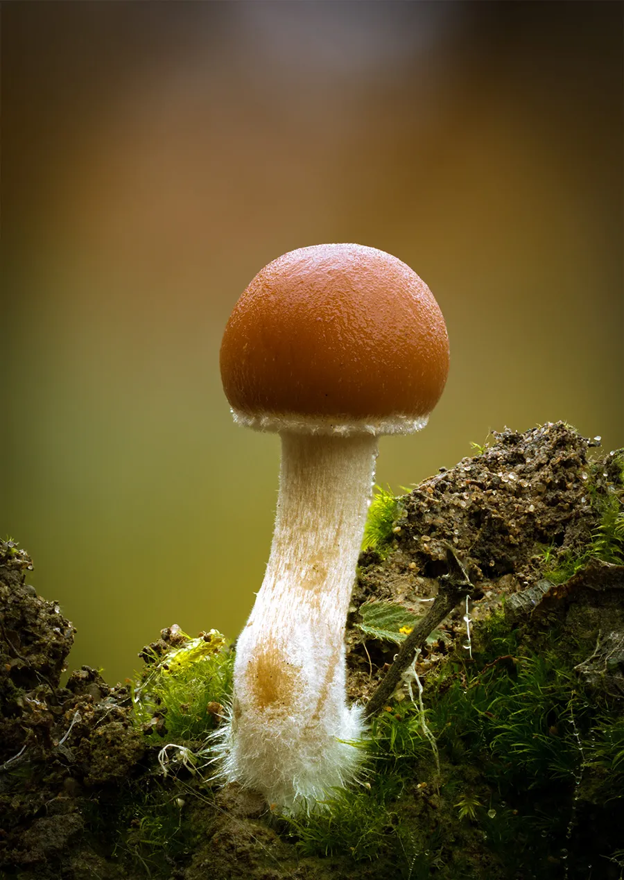 Other Mushrooms 2018 16