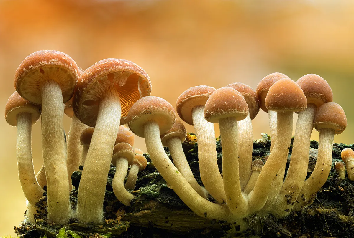 Other Mushrooms 2018 17
