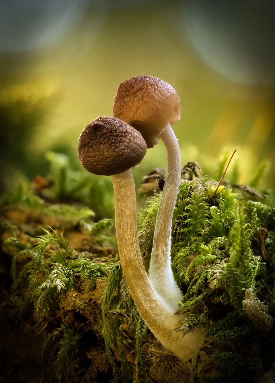 Other Mushrooms 2018 18