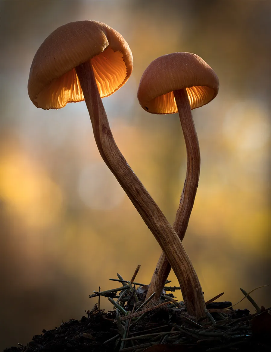 Other Mushrooms 2018 2