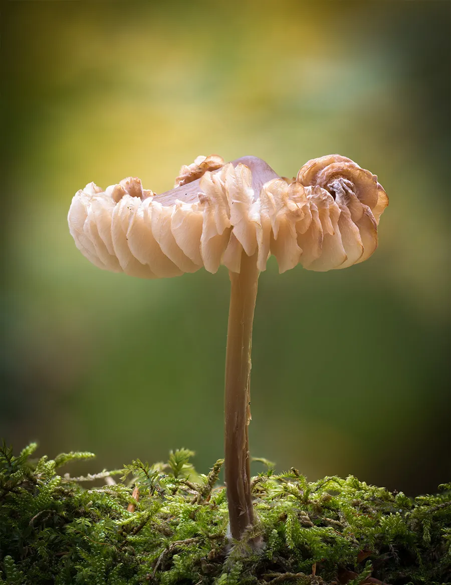 Other Mushrooms 2018 20