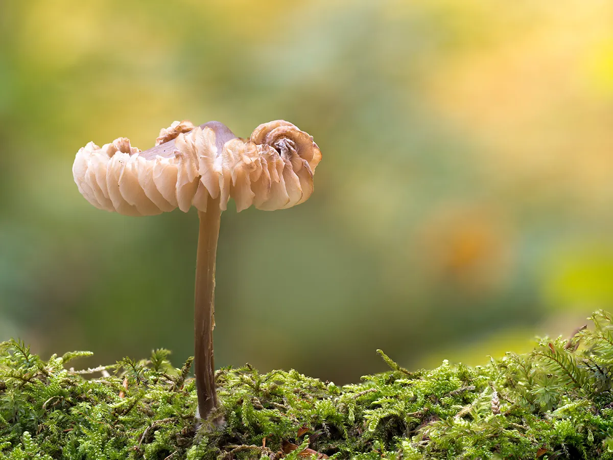 Other Mushrooms 2018 21