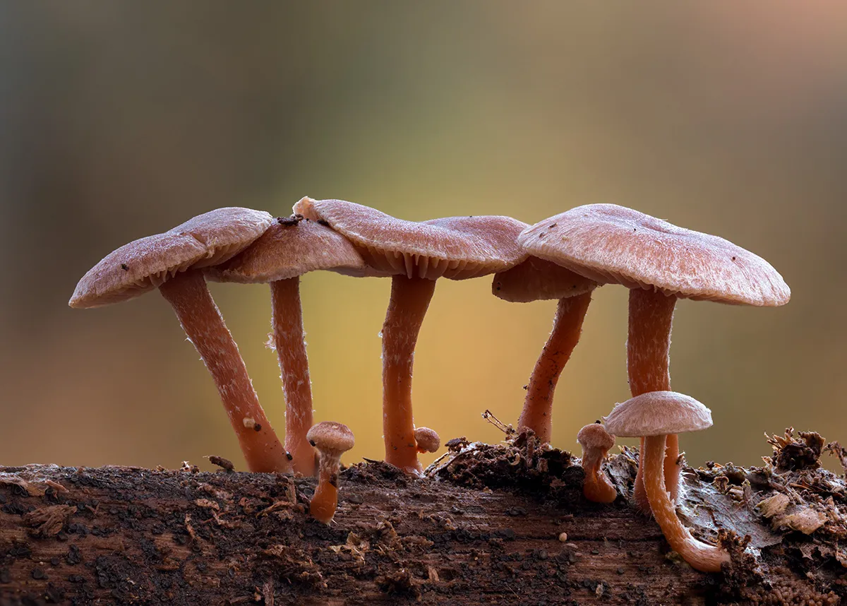 Other Mushrooms 2018 23