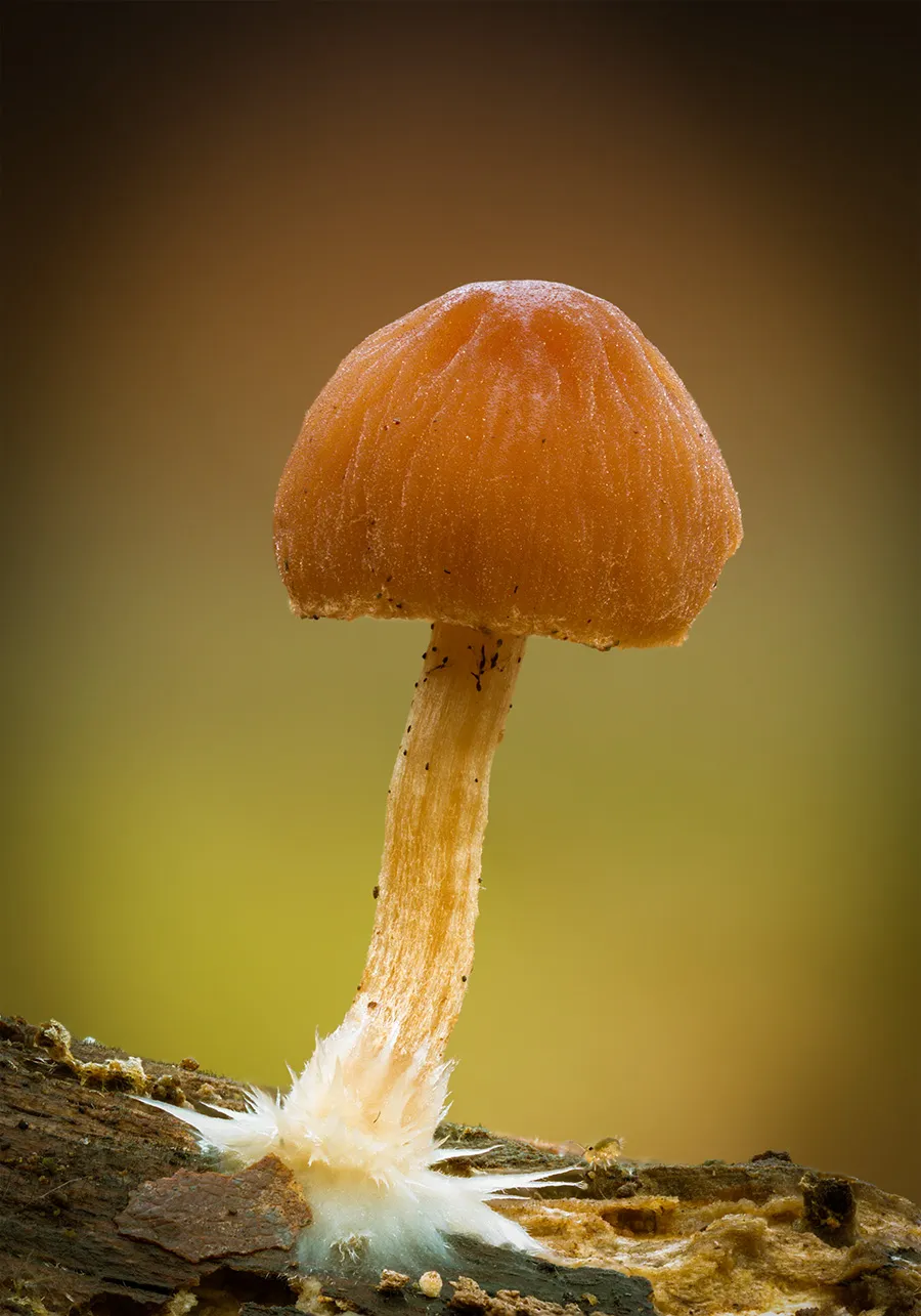 Other Mushrooms 2018 24