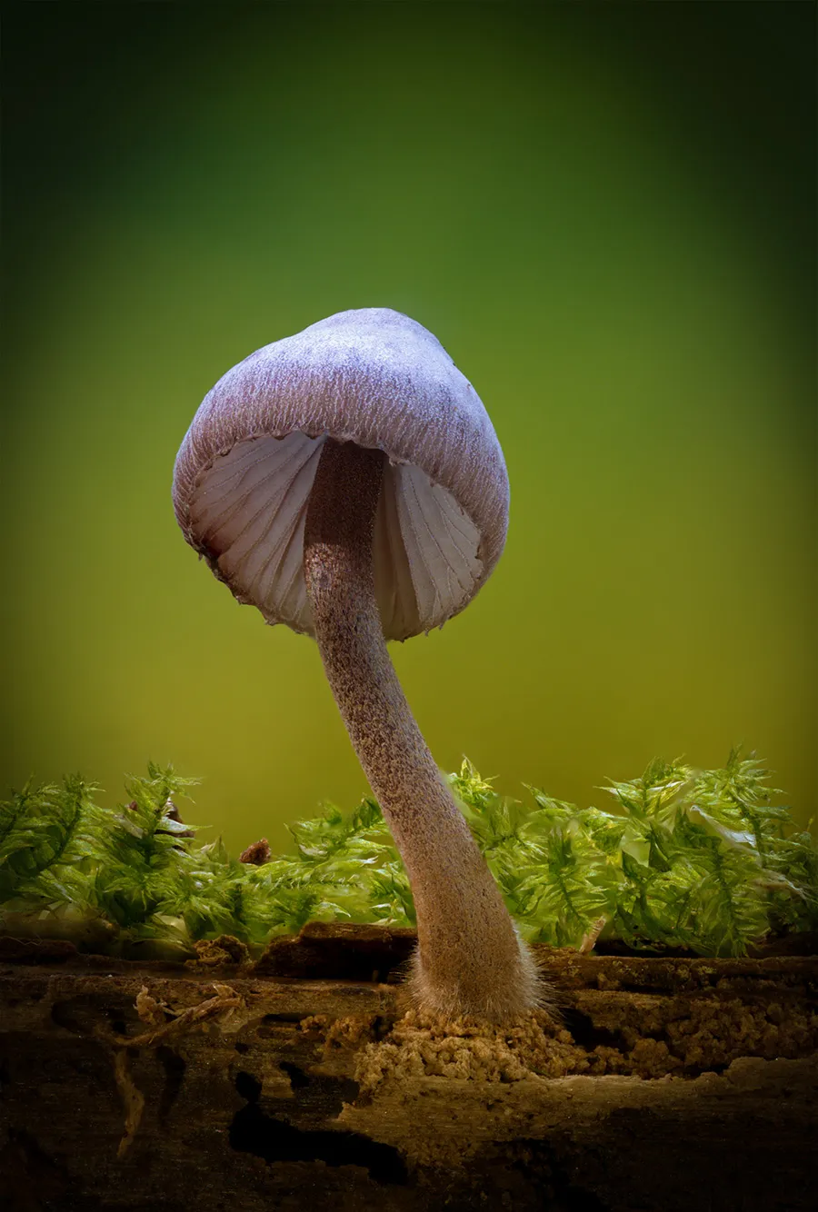 Other Mushrooms 2018 28