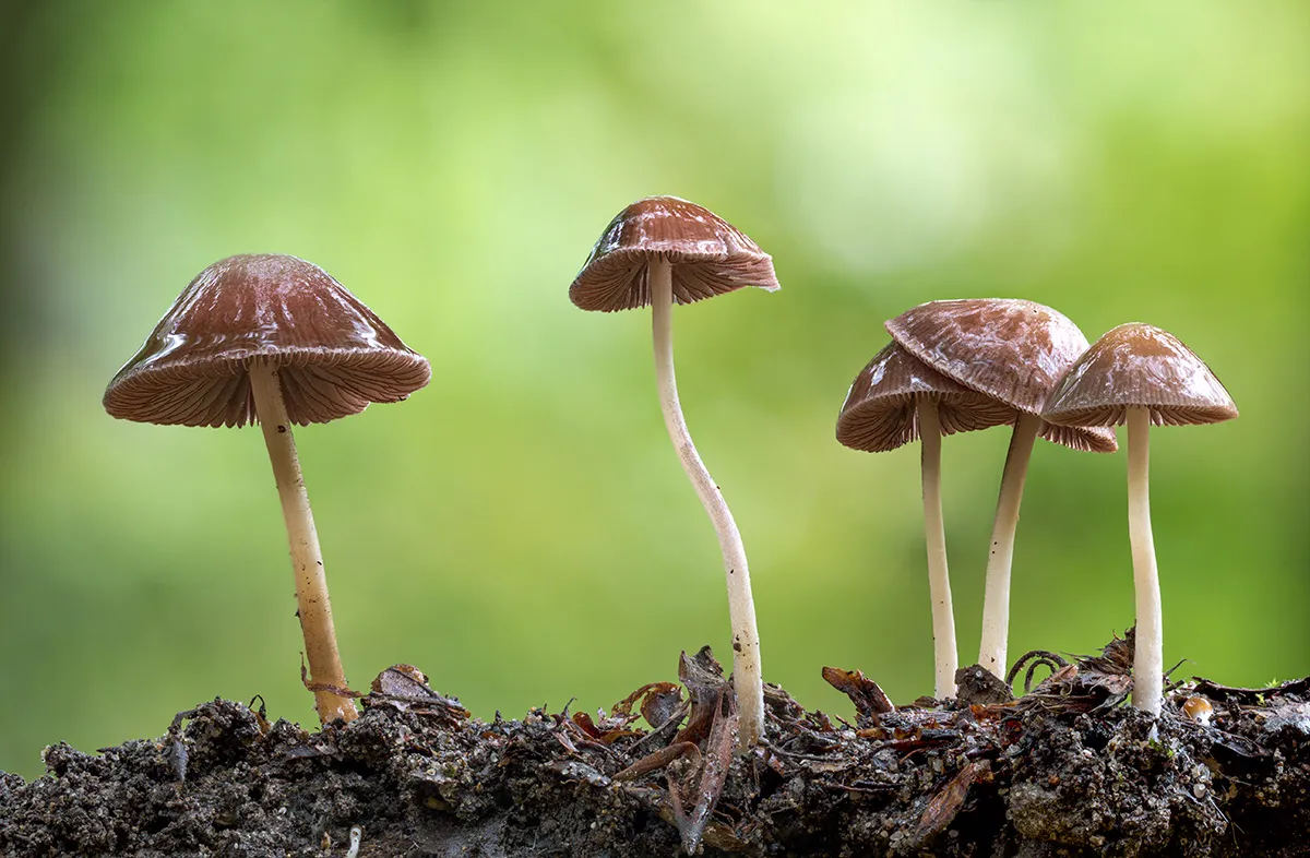 Other Mushrooms 2018 29
