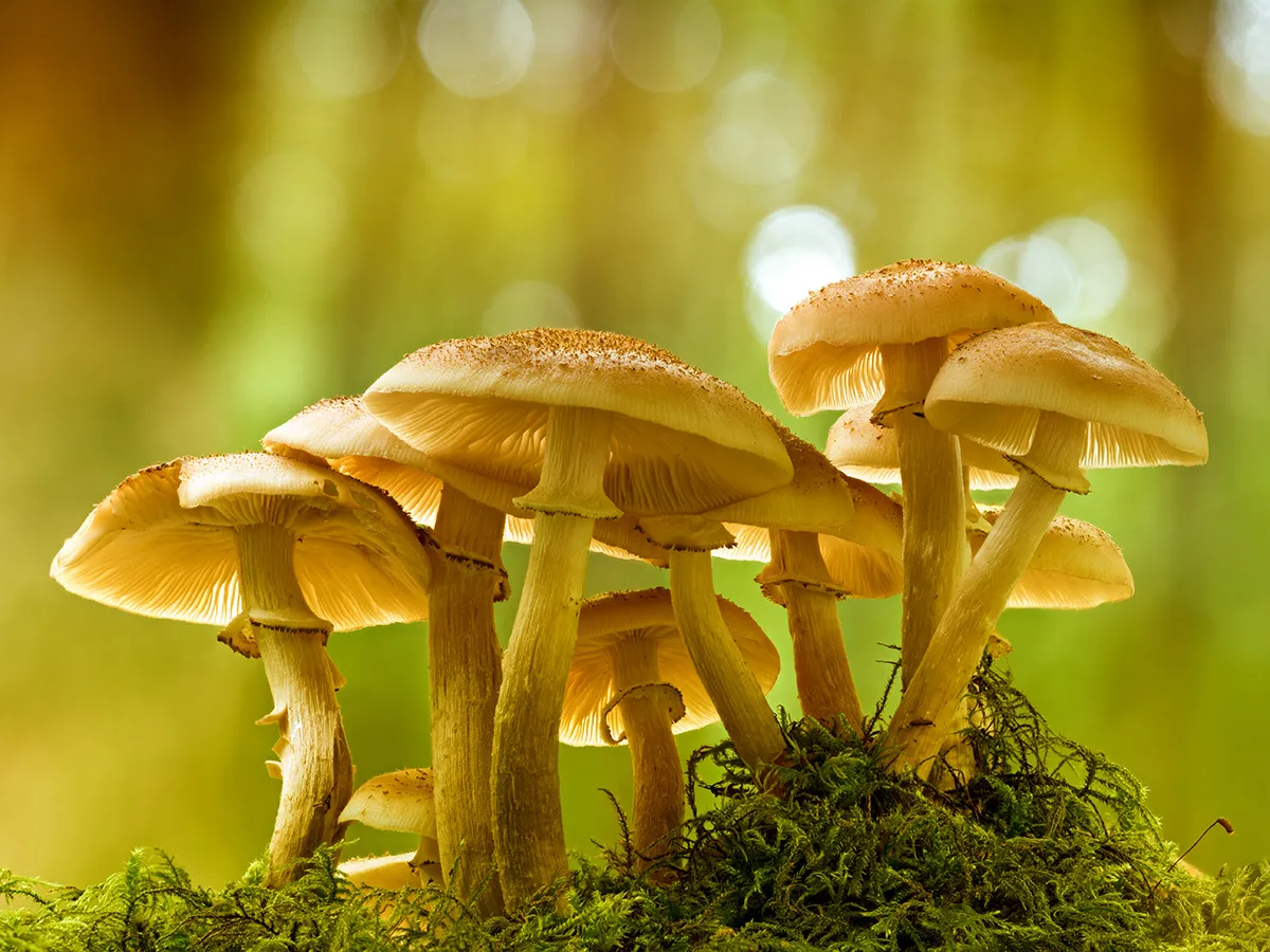 Other Mushrooms 2018 34