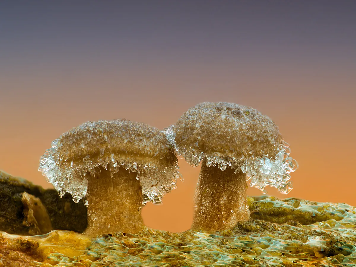 Other Mushrooms 2018 4