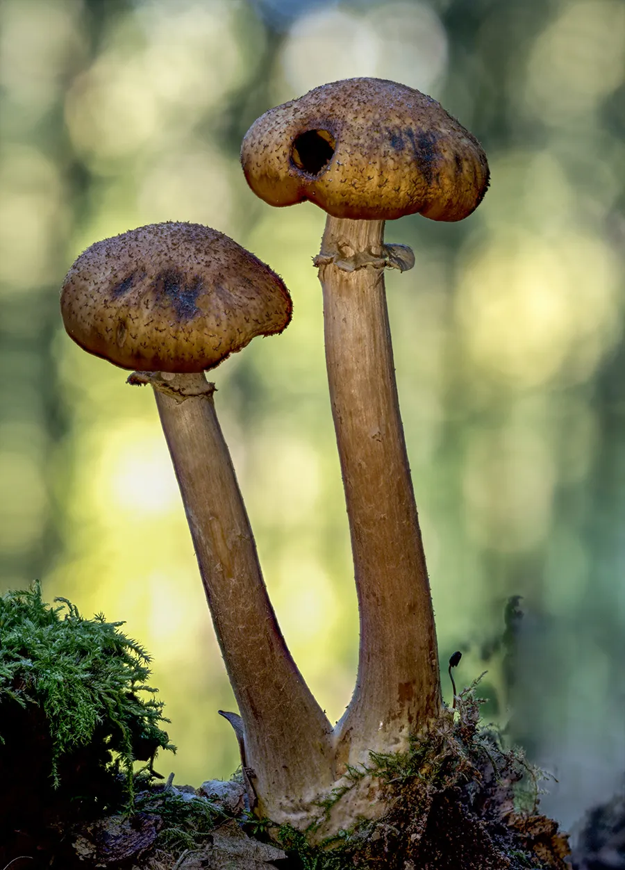 Other Mushrooms 2018 5