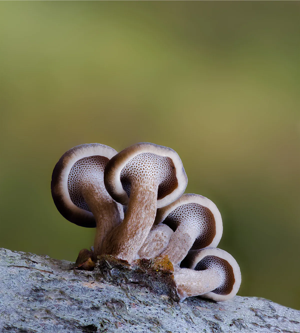 Other Mushrooms 2018 6