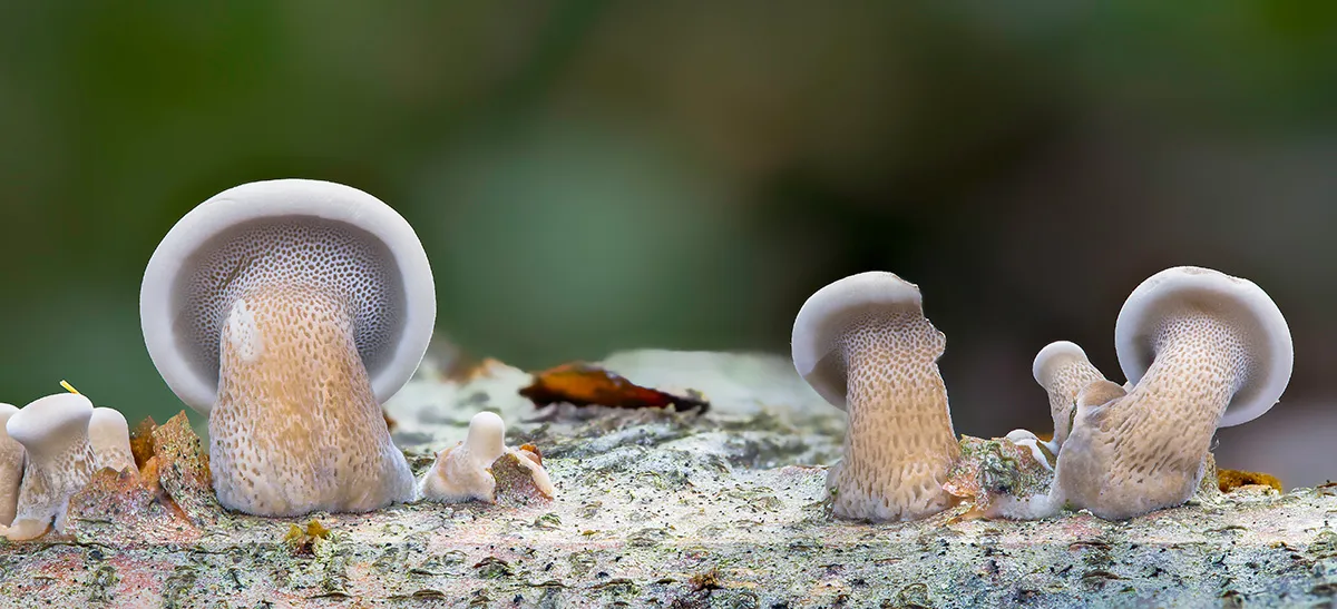 Other Mushrooms 2018 8