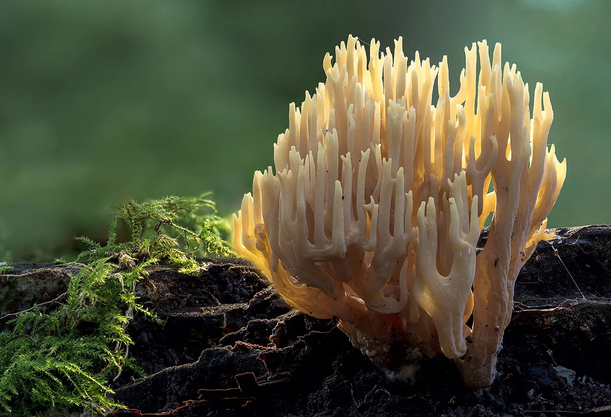 Other Mushrooms 2019 12