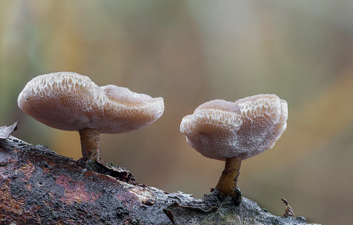 Other Mushrooms 2019 6