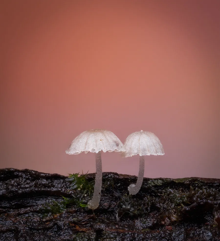 Other Mushrooms 2023 1