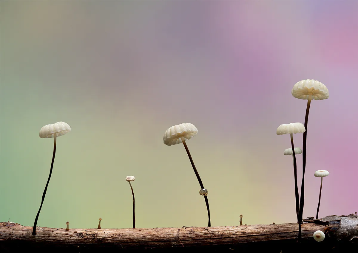 Other Mushrooms 2023 10
