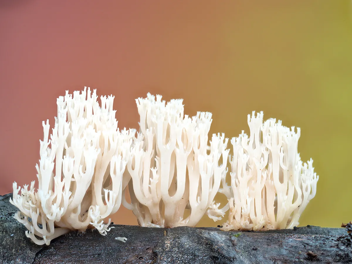 Other Mushrooms 2023 16