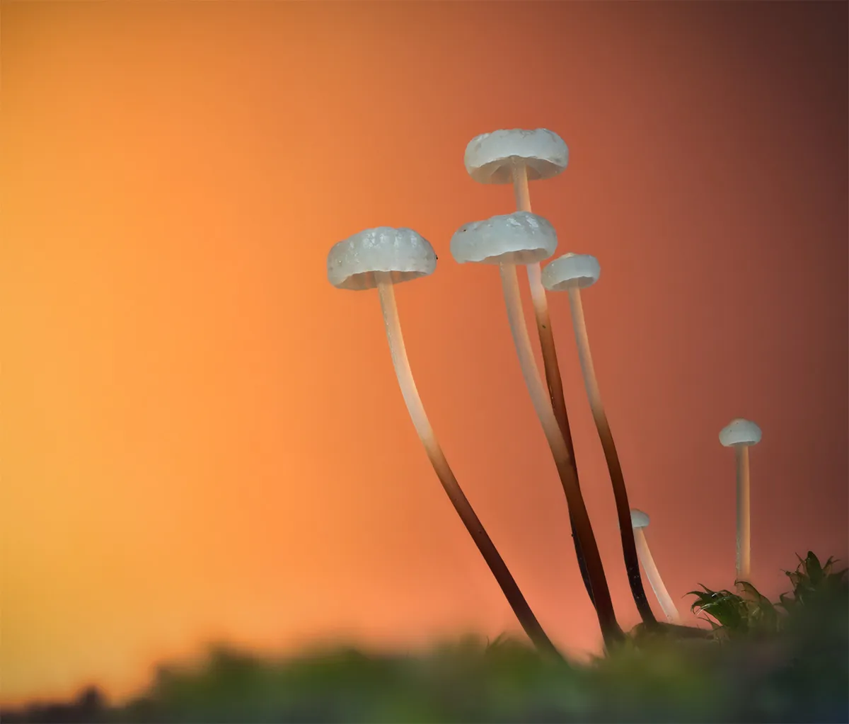 Other Mushrooms 2023 18