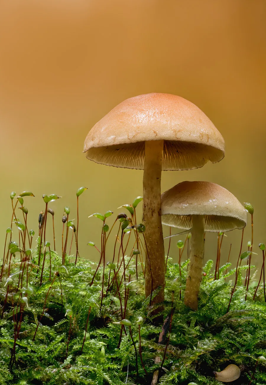 Other Mushrooms 2023 4