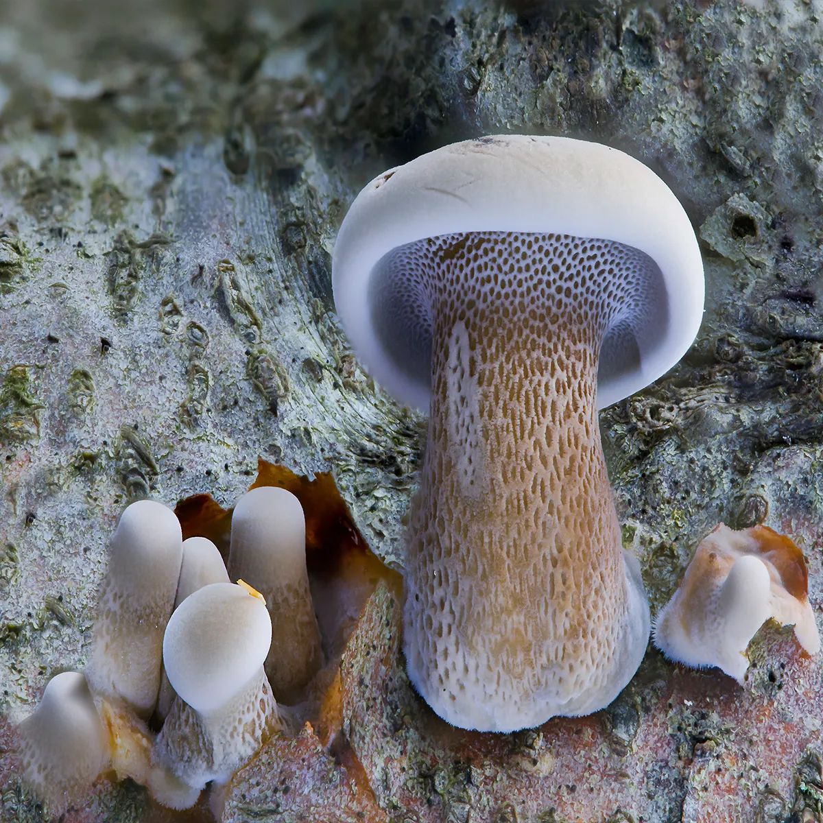 Other Mushrooms 2023 6