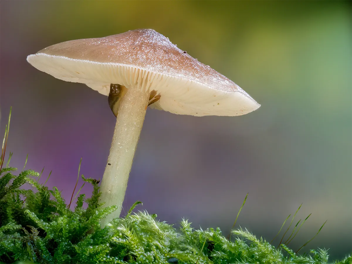 Other Mushrooms 2023 8