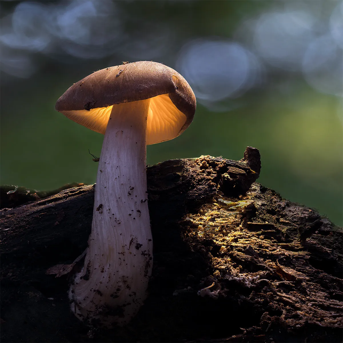 Other Mushrooms 2023 9